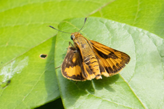 Taractrocerini