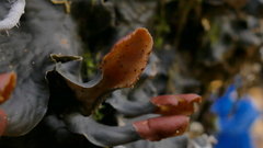 Peltigeraceae