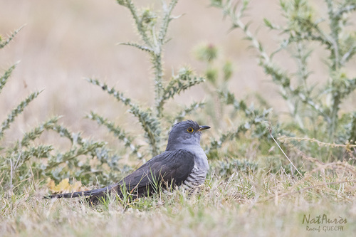 Common Cuckoo