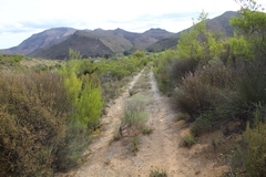 Thamnochortus bachmannii