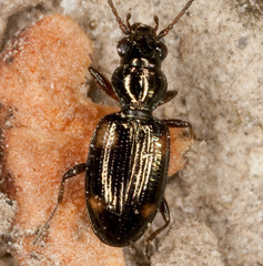 Bembidion quadrimaculatum