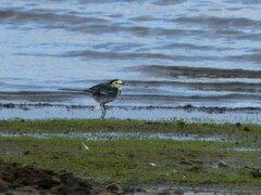 Motacilla alba yarrellii