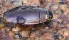 Dineutus