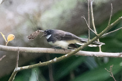 Rhipidura javanica