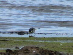 Motacilla alba yarrellii