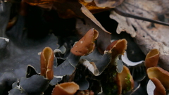 Peltigeraceae