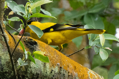 Oriolus chinensis