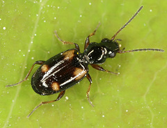 Bembidion quadrimaculatum