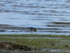 Motacilla alba yarrellii
