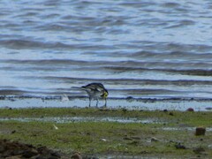 Motacilla alba yarrellii