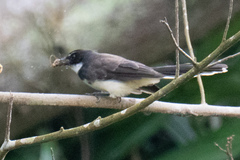Rhipidura javanica