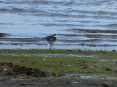 Motacilla alba yarrellii