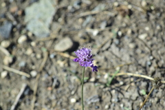 Dipsacoideae