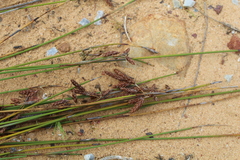 Thamnochortus bachmannii