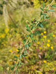 Lespedeza cuneata