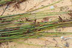 Thamnochortus bachmannii