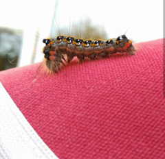 Acronicta tridens