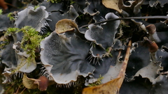 Peltigeraceae