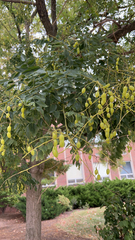 Styphnolobium japonicum