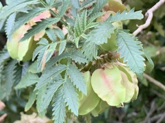 Melianthus comosus