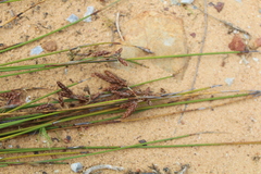 Thamnochortus bachmannii