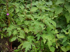 Girardinia diversifolia