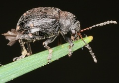 Bromius obscurus