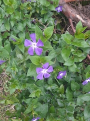 Vinca