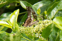 Graphium agamemnon agamemnon