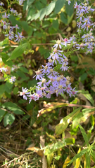 Symphyotrichum cordifolium