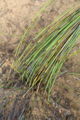 Thamnochortus bachmannii