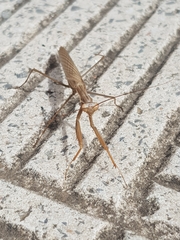 Mantis religiosa