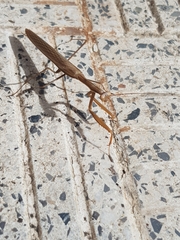 Mantis religiosa