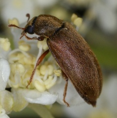 Byturus tomentosus