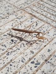 Mantis religiosa