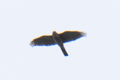 Accipiter gularis