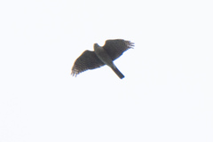 Accipiter gularis