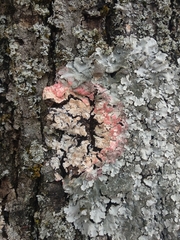 Marchandiomyces corallinus
