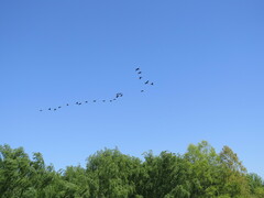 Nannopterum brasilianum