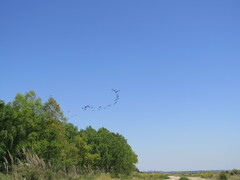 Nannopterum brasilianum