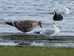 Larus argentatus