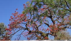 Erythrina falcata