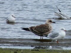 Larus argentatus