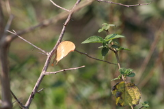 Polyura zoolina