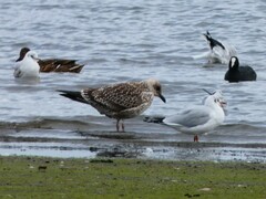 Larus argentatus