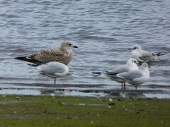 Larus argentatus