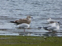 Larus argentatus