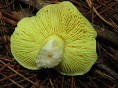 Tricholoma equestre