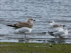 Larus argentatus