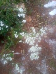 Polygonella polygama